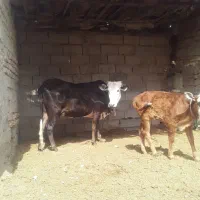 گاو  گوساله ماده|حیوانات مزرعه|زابل, |دیوار