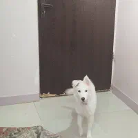 واگذاری سگ|سگ|اهواز, سپیدار|دیوار