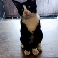 واگذاری گربه تاکسیدو