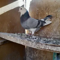 کفتر|پرنده|ساوه, |دیوار