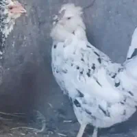 فروش دوعدد مرغ گلین با خروس سیبرایت اصل