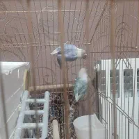 طوطی برزیلی|پرنده|قرچک, زیبا شهر|دیوار