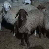 میش سینه کرده