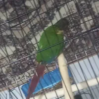 طوطی