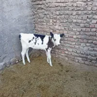 گاو گوساله زرد جرسی