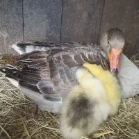 جوجه غاز. جوجه اردک.جوجه مرغ