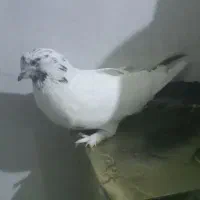 نرکله دم سیاه پر،یه جفت جوجه سفید پر