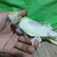 عروس هلندی|پرنده|محمدیه-قزوین, |دیوار