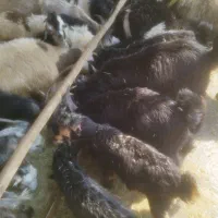 فروش کهره نر