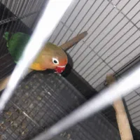 طوطی برزیلی|پرنده|رودهن, |دیوار