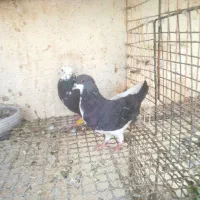 دو عدد نر زرنگ|پرنده|شیراز, حومه شیراز|دیوار