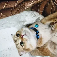 اسکاتیش ماده طلایی رنگ