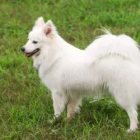 سگ اشپیتز روباهی 2 ساله قیمت 3500|سگ|کوه چنار, |دیوار