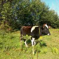 گاو یا گوساله ماده چالوسی تیپ دار ۴ ماهه لیشه|حیوانات مزرعه|گوراب زرمیخ, |دیوار