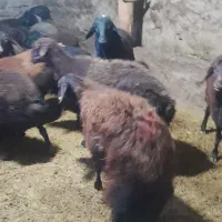 گوسفند افشار|حیوانات مزرعه|اسکو, |دیوار