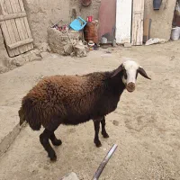 میش|حیوانات مزرعه|شراء, |دیوار