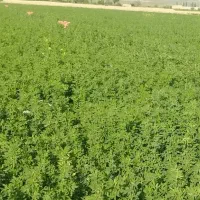 پرس یونجه درجه ۱