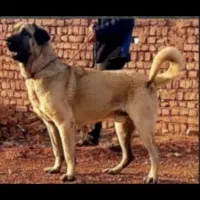 سگ عراقی .پژدر .سرابی