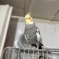 عروس هلندی نر سخنگو