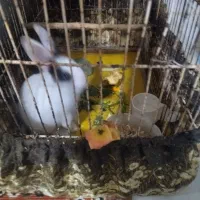 خرگوش باقفسش|موش و خرگوش|سبزوار, شهرک جهاد|دیوار