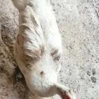 فروش عروس هلندی و قو قاز و اردک خارجی|پرنده|سرپل ذهاب, |دیوار