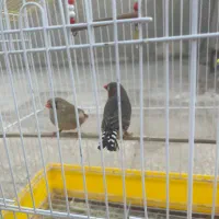 یه جفت فنچ انگلیسی