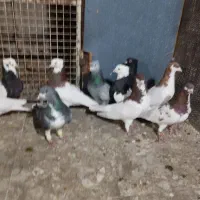 تعدادی پلاکی و شهری|پرنده|شیراز, سیاه سنگ|دیوار