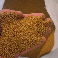 بذر یونجه همدان محلی ومرغوب  فروش  عمده وخرده|خدمات باغبانی و درختکاری|قشلاق دشت, |دیوار