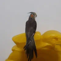 جوجه عروس هلندی