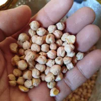 کاه گندم درجه یک باک بزرگ در بانکول