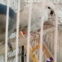 طوطی راهب سفید  ابی