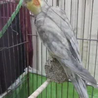 عروس هلندی نر آهویی|پرنده|مراغه, |دیوار