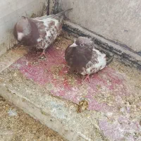 کبوتر|پرنده|سمیرم, |دیوار