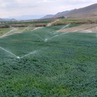 گندم بذری رقم بوریالس