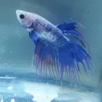 فایتر|ماهی|رشت, امین الضرب|دیوار