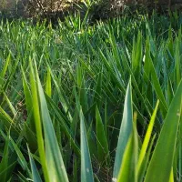 فروش تعدادی یوکا کوچیک و بزرگ۲ شاخ و ۱شاخ