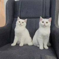 گربه|گربه|پرند, فاز ۰|دیوار