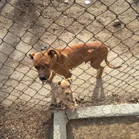 واگذاری توله پیت بول