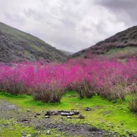 تور دره ارغوان