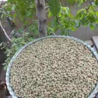 عدس ارگانیک زنجان|خوردنی و آشامیدنی|رشت, بلوار گیلان|دیوار