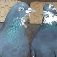 یه کبوتر شازه باخت رفته