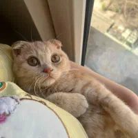 گربه اسکاتیش فولد