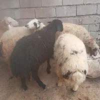 بره نر    تکی و جمله    شوش دانیال