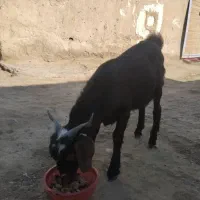 بزغاله|حیوانات مزرعه|هامون, |دیوار