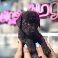 تووی پپودل رنگ بلو رنگ کمیاب و خاص