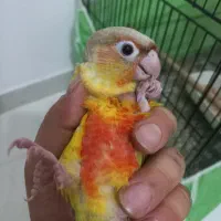 گرینچیک رد بالا دونخور ونرم خور فول رام کلامدار