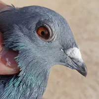 پلاکی|پرنده|کبودرآهنگ, |دیوار