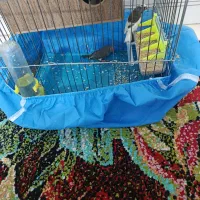 فنج|پرنده|شیبکوه (هرمزگان), |دیوار