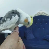 جوجه عروس هلندی دستی