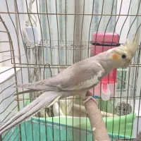 عروس هلندی جوجه